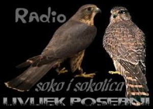 Radio Soko i Sokolica